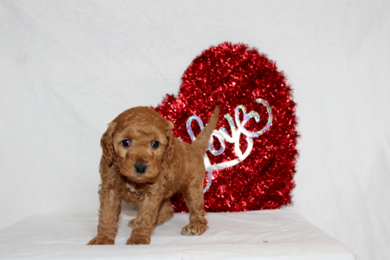 puppy, for, sale, Mini Berndoodle F2B, Matthew B. Stoltzfus, dog, breeder, Gap, PA, dog-breeder, puppy-for-sale, forsale, nearby, find, puppyfind, locator, puppylocator, aca